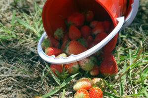 The Strawberry Farm