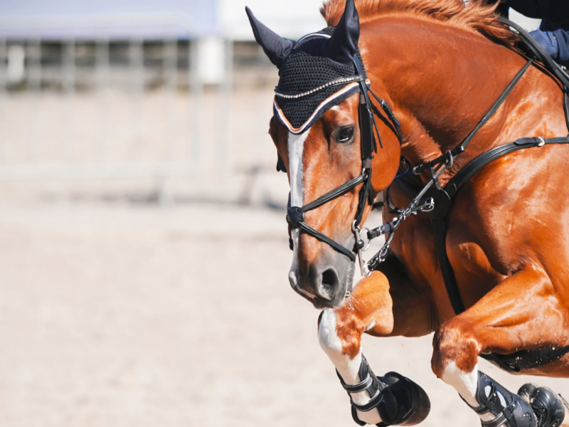 THE HORSE DECLARED AN ATHLETE.