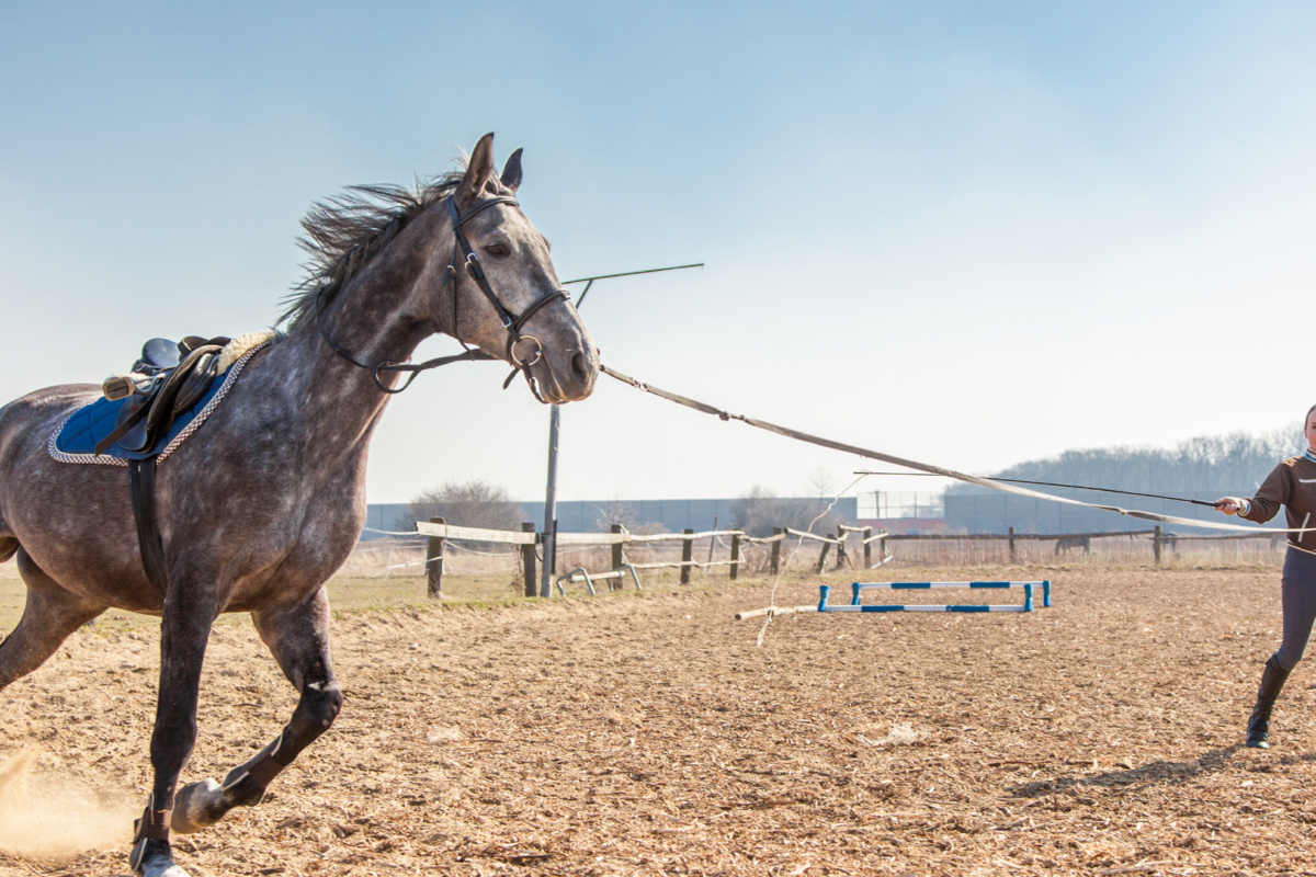 HORSE LEARNING THEORY: