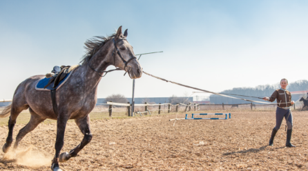 HORSE LEARNING THEORY: