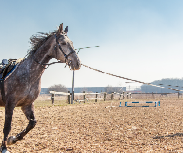 HORSE LEARNING THEORY: