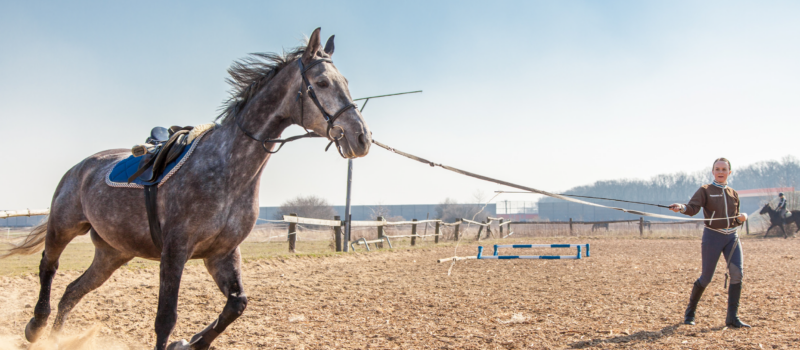 HORSE LEARNING THEORY: