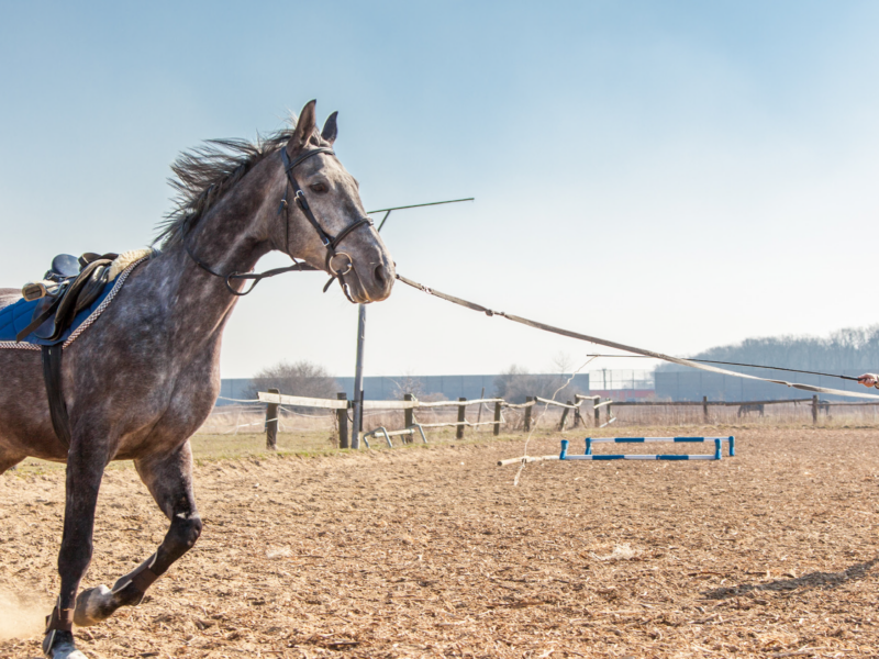 HORSE LEARNING THEORY: