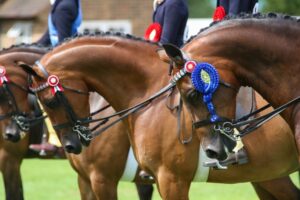 SHOWING: A Timeless Tradition for Every Equestrian.