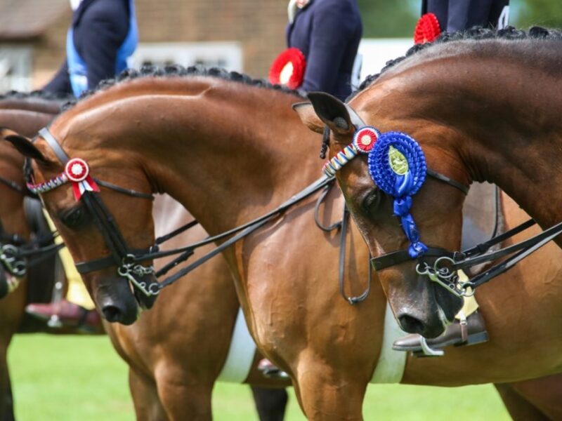 SHOWING: A Timeless Tradition for Every Equestrian.