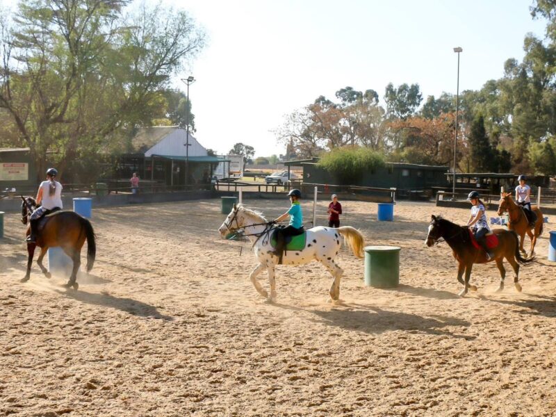 ODE TO THE SCHOOL PONY