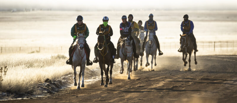 Endurance Riding: The Ultimate Test of Grit and Partnership