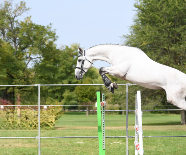 Free Jumping: Training, Technique, and the Right Approach