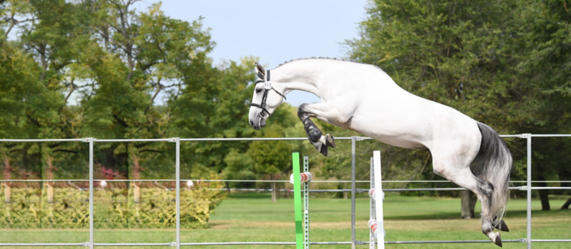 Free Jumping: Training, Technique, and the Right Approach