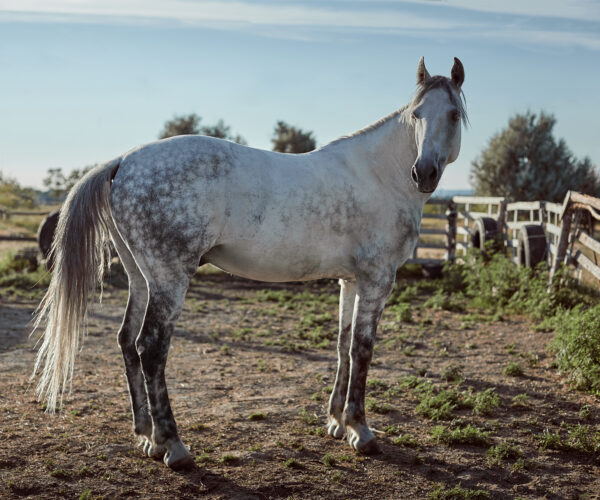 The Myth of the Perfectly Straight Horse.