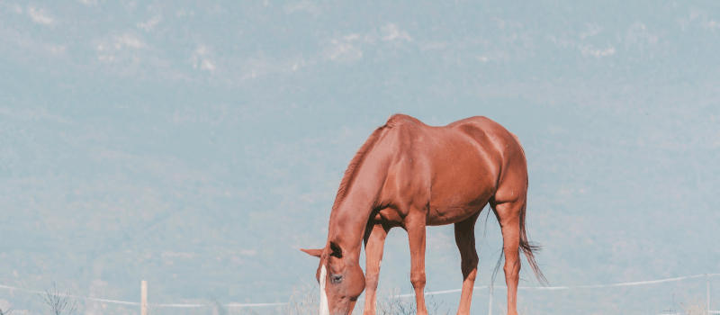 Reading Between the Ears