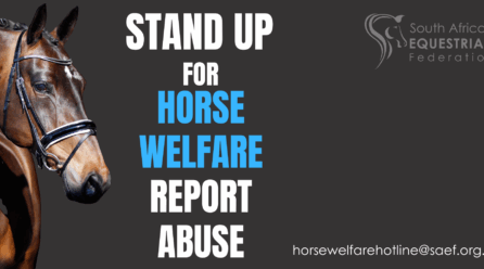 Report horse abuse – it is the right thing to do