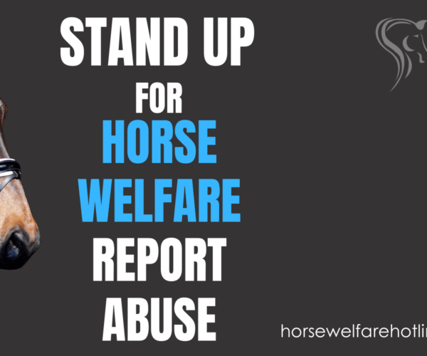 Report horse abuse – it is the right thing to do