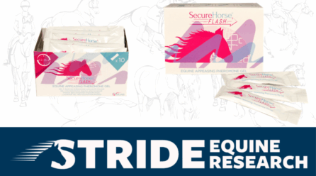 Keep calm and carry on with Secure Horse Flash.