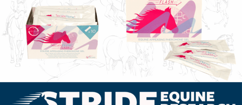 Keep calm and carry on with Secure Horse Flash.