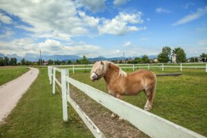 The perfect paddock.