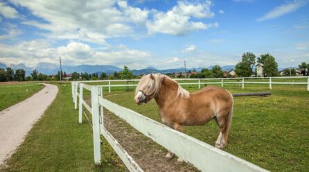 The perfect paddock.