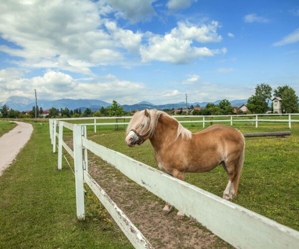 The perfect paddock.