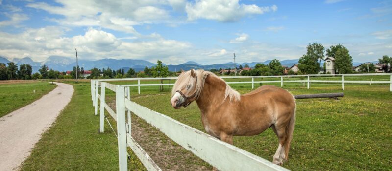 The perfect paddock.