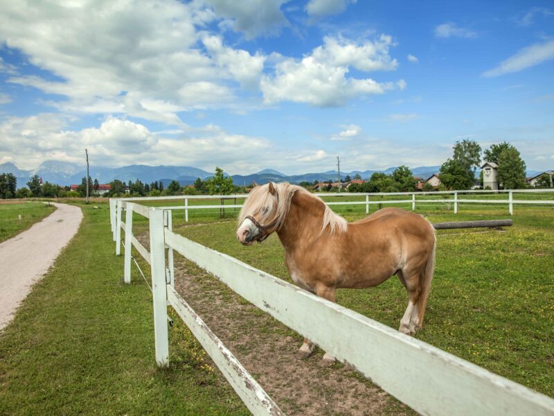 The perfect paddock.