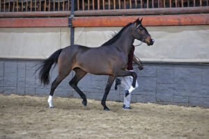There is something about an SA Boerperd.