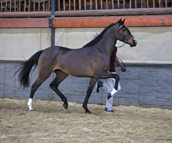 There is something about an SA Boerperd.