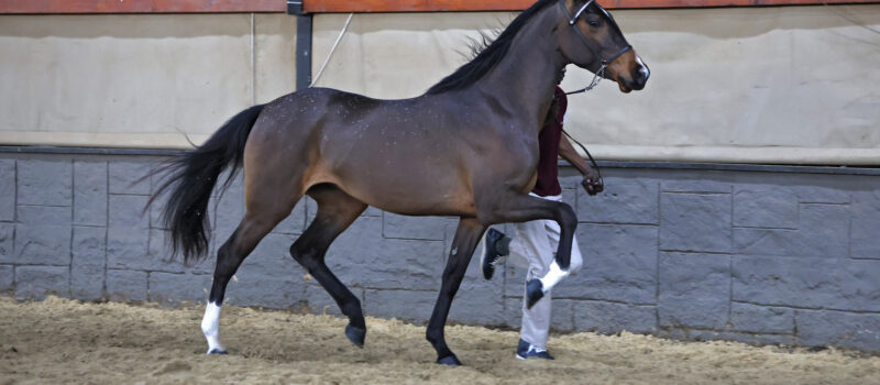 There is something about an SA Boerperd.