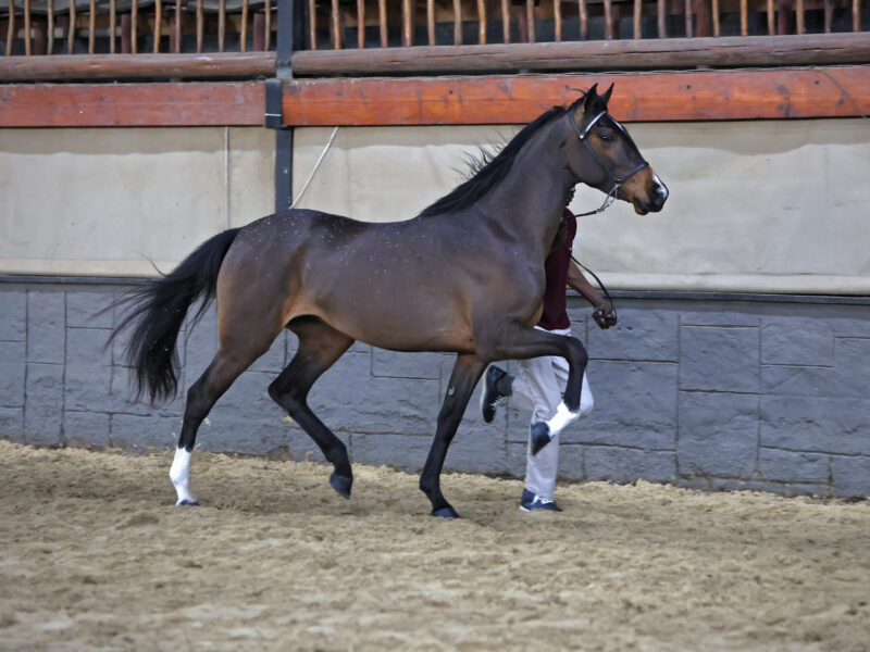 There is something about an SA Boerperd.