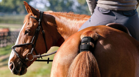 Blaze brings horse health into focus