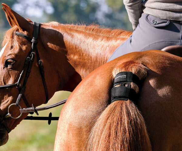 Blaze brings horse health into focus