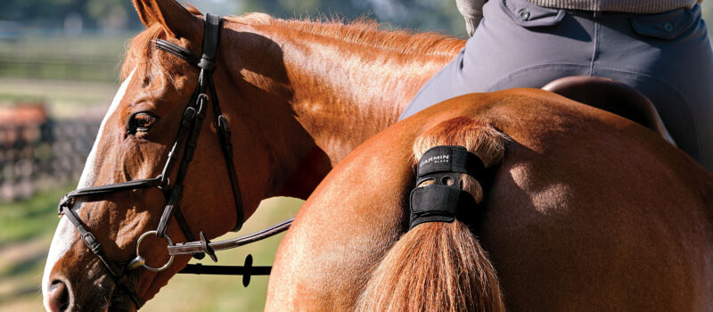 Blaze brings horse health into focus