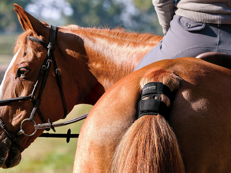 Blaze brings horse health into focus