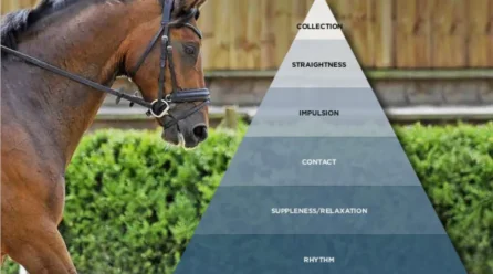 NO! Not the scales of training! Afraid so…