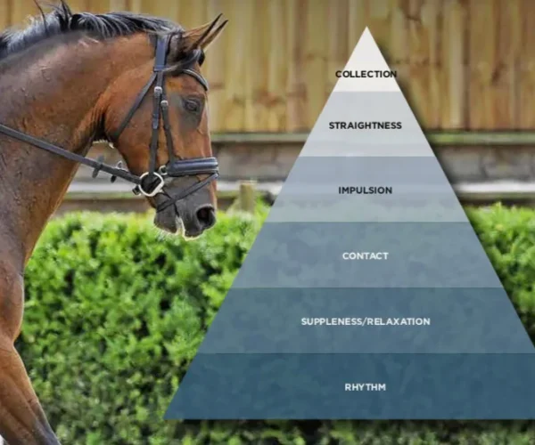 NO! Not the scales of training! Afraid so…