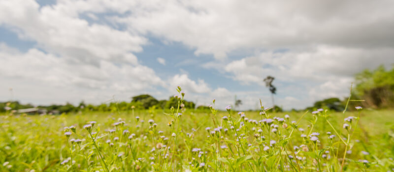 Deadly in the paddock.