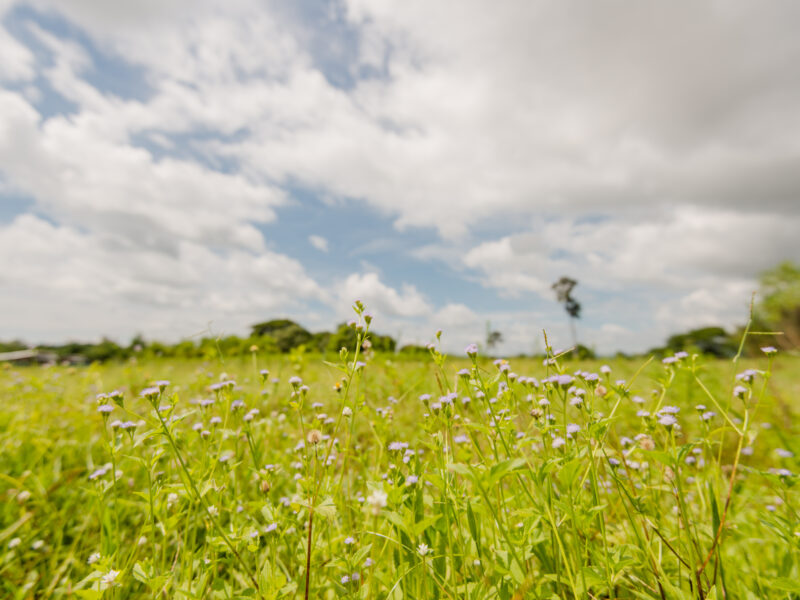 Deadly in the paddock.