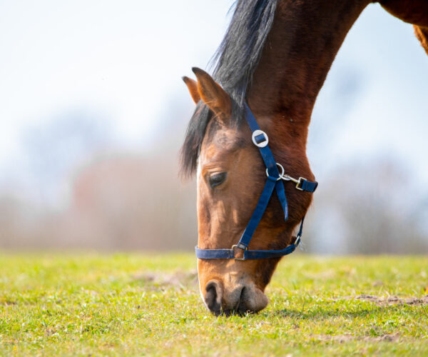 Breeders Corner: The Thoroughbred