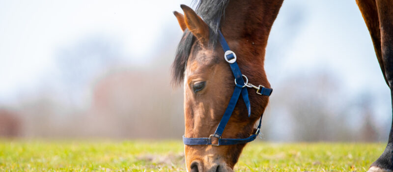 Breeders Corner: The Thoroughbred