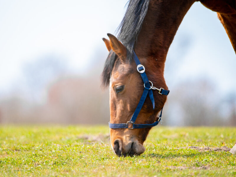 Breeders Corner: The Thoroughbred