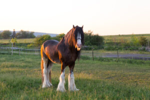 Breeder’s Corner: The Clydesdale.