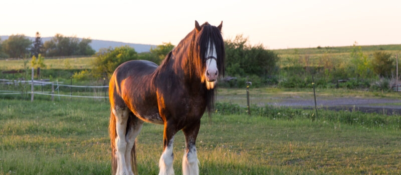 Breeder’s Corner: The Clydesdale.