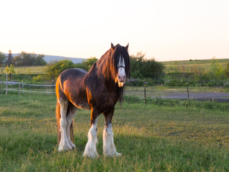 Breeder’s Corner: The Clydesdale.